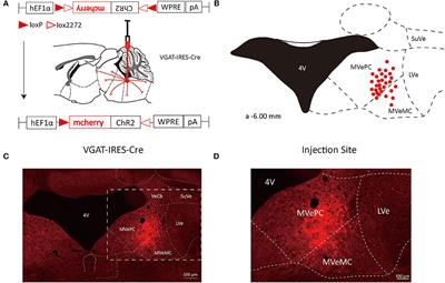 Whole-brain monosynaptic outputs and presynaptic inputs of GABAergic neurons in the vestibular nuclei complex of mice